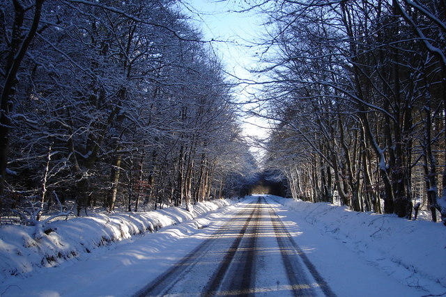 Snow Covered Winter Road Through Woods